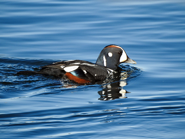 Harlequin Duck male / Histrionicus histrionicus