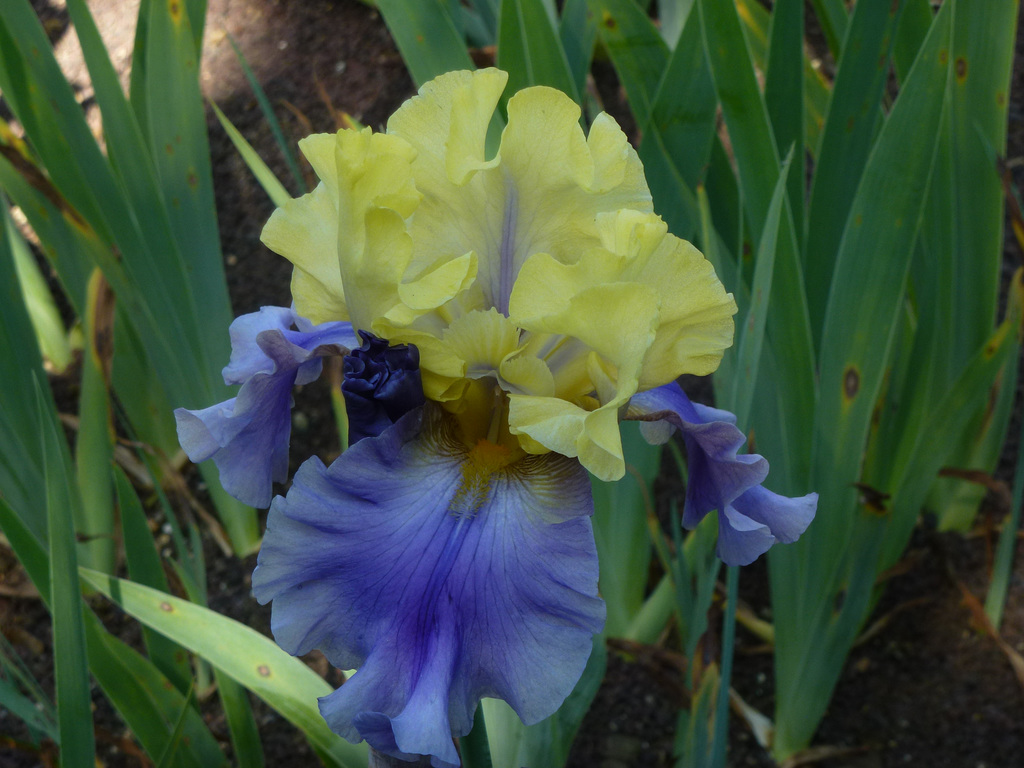 Iris bicolore