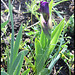 iris nain violet