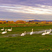 Swans on the Levels