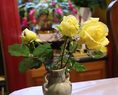 Trois roses de mon jardin pour tous mes amis d'Ipernity