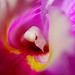 Das Geheimnis einer Orchidee - The Secret of an Orchid