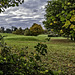 Farnham Golf Course autumnal view