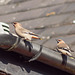 Strange Sparrows?