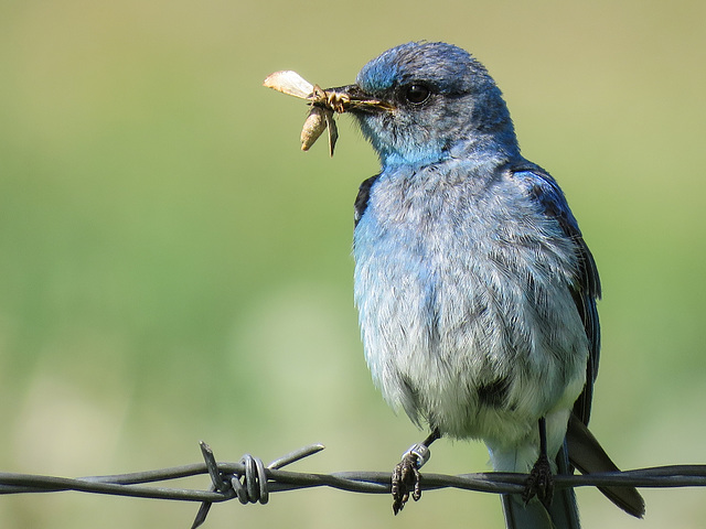 Mountain Bluebird with food for his babies