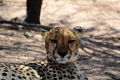 Namibia, The Okonjima Nature Reserve, Portrait of a Cheetah in Front