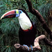 You Toucan have a great and happy New Year