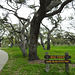 Day 2, oak trees at The Big Tree, South Texas