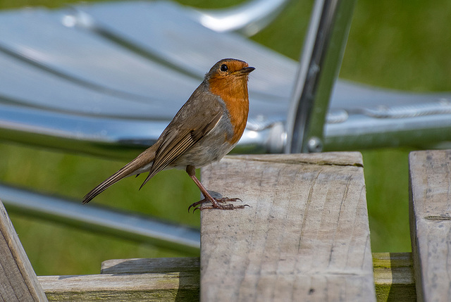 Robin at the table..waiting for scraps