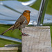 Robin at the table..waiting for scraps