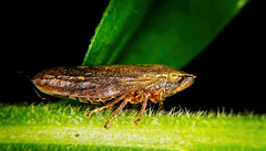 Die Wiesenschaumzikade    (Philaenus spumarius) geht ihren Weg :))  The meadowfoam planthopper (Philaenus spumarius) is on its way :))  La cicadelle limnanthe (Philaenus spumarius) est en route :))