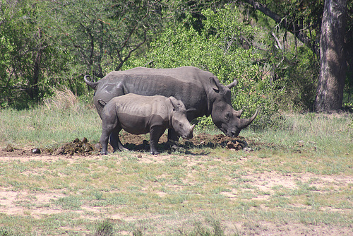 Another Mother and Baby