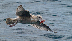 Juvenile Larus californicus (California Gull) with a Pleuroncodes planipes (Tuna Crab) - Olympus E-510 - Zuiko 70-300mm F/4-5.6 ED