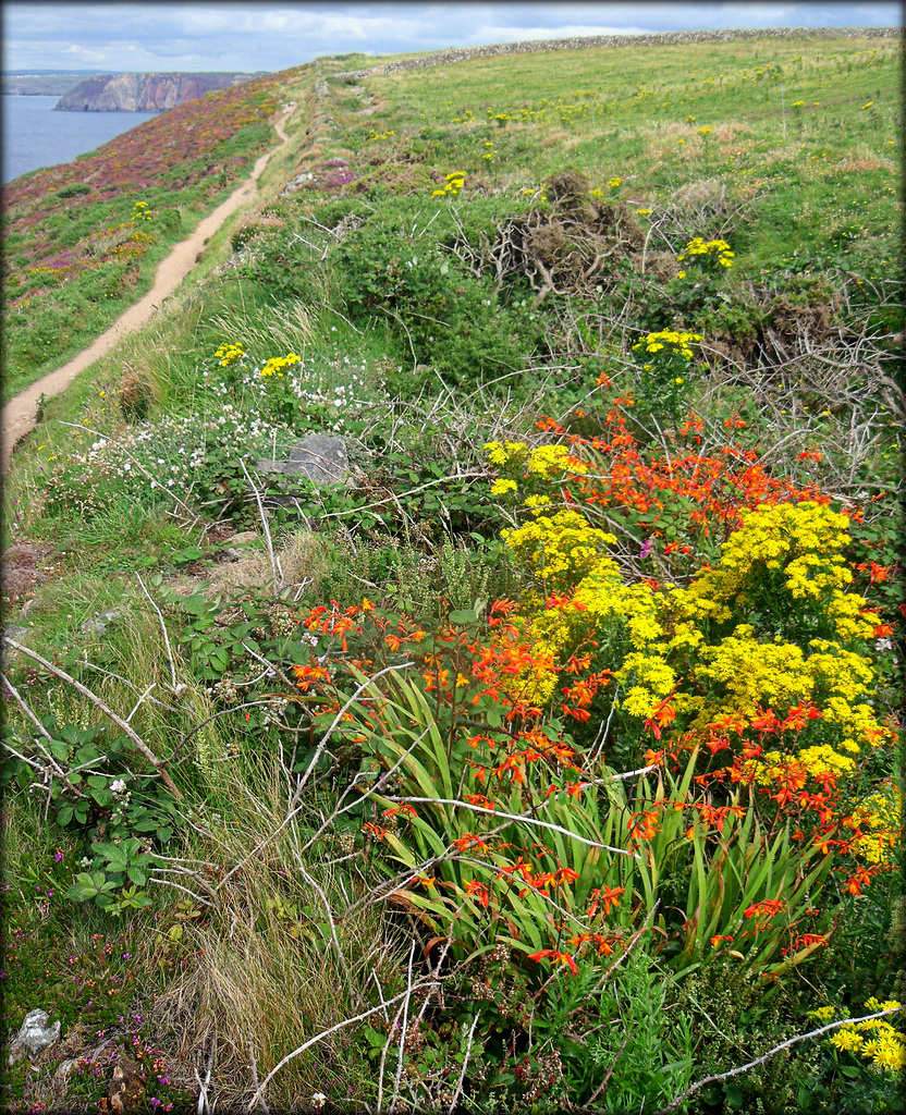 South West Peninsula Coast Path near Newdown's Head, St Agnes