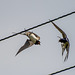 Swallows, an aerial display
