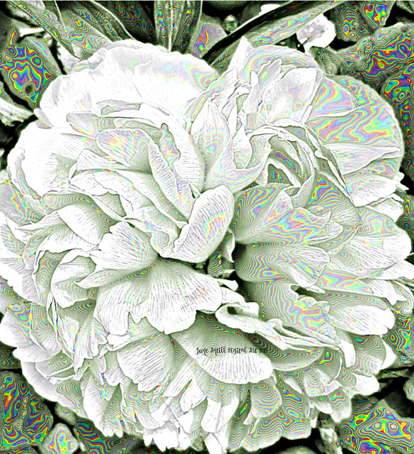 A pearlescent peony