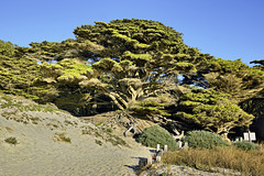 Roots – Pfeiffer State Beach, Monterey County, California