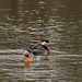 Red-necked Grebe pair