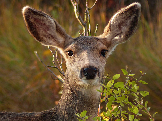 Beautiful Mule Deer doe