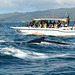 Dominican Republic, Whales Safary in Samana Bay