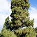 Kanarische Kiefer (Pinus canariensis)  ©UdoSm