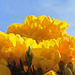 Gorgeous yellow against the blue sky