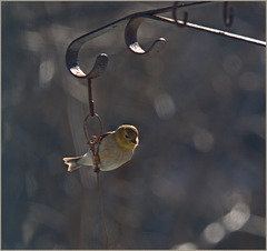 A goldfinch hanging around