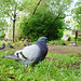 pigeon biset/rock dove