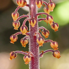 Pinedrops / Pterospora