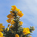 The stunning gorse stands out so strong