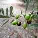 grasse olive