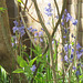Bluebells standing tall near the fence