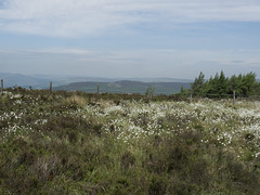 White Moor Edge HFF