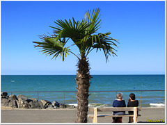 "Life is better for two" thinks the palm tree... HBM