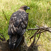 Golden Eagle juvenile