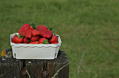 ... unter den Erdbeeren