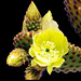 Fleure de cactus