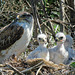 Ferruginous Hawks - now safely grown and gone