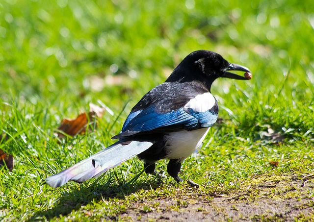 Magpie and nut