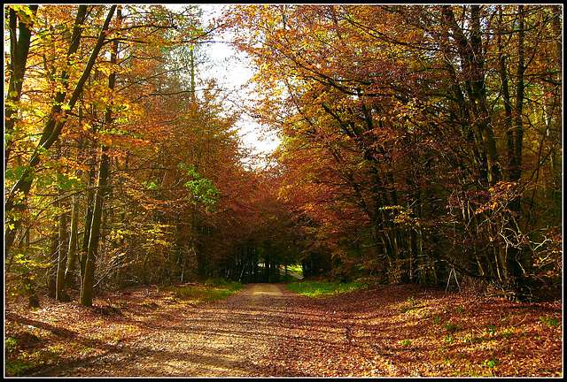 Forest road in Autumn