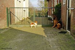 Guard dogs