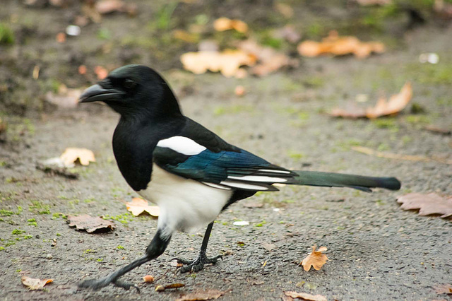 Magpie approaching