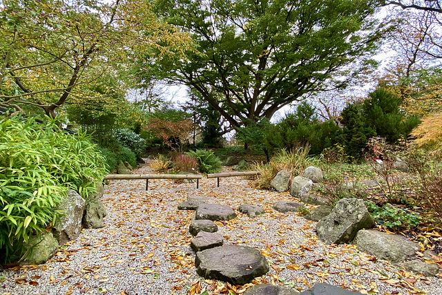 Hortus Botanicus 2020 – Japanese garden
