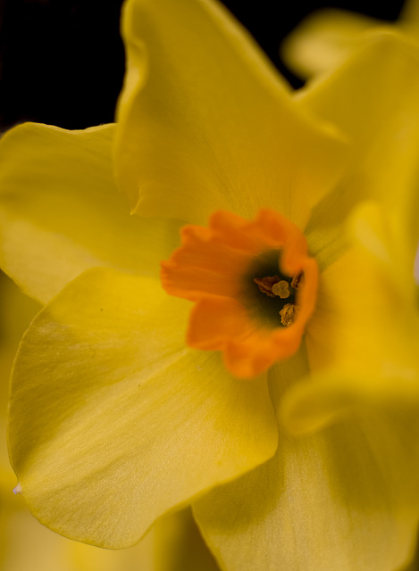 March 23 narcissus
