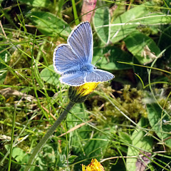 Common Blue Butterfly.  Polyommatus icarus