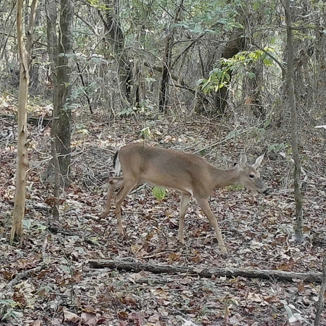 Whitetail deer