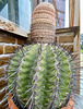 Hortus Botanicus 2020 – Cactus