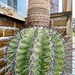 Hortus Botanicus 2020 – Cactus