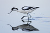 Recurvirostra avosetta, Alfaiate, Castro Marim
