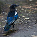 Magpie at Eastham woods
